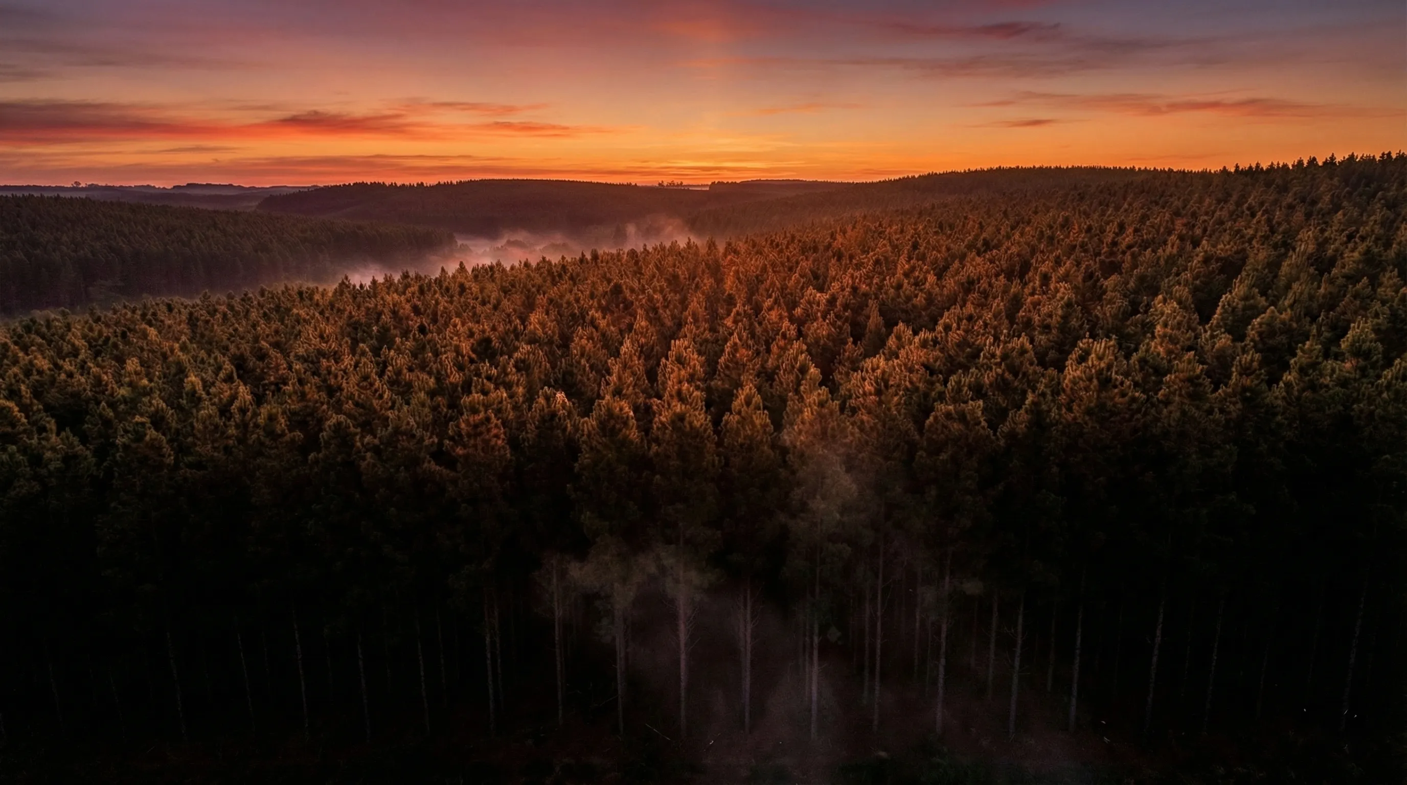 Aerial view of pine forest at sunset